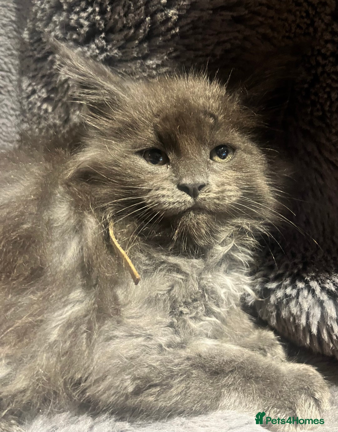 Maine Coon cats for sale: STUNNING MAINE COON KITTENS BLUE SMOKE (tica reg ) - Image 20