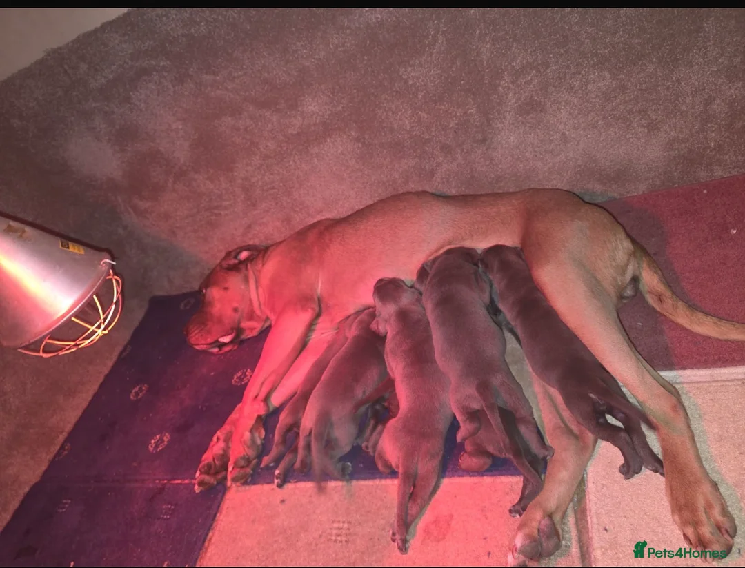 Cane Corso dogs for sale: 7 Blue Beautiful Cane Corso puppies 3 weeks old - Advert 2