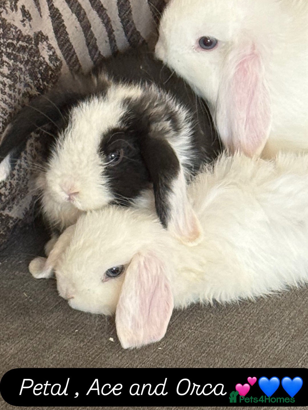 Mini Lop rabbits for sale: Gorgeous Mini Lops  - Image 7