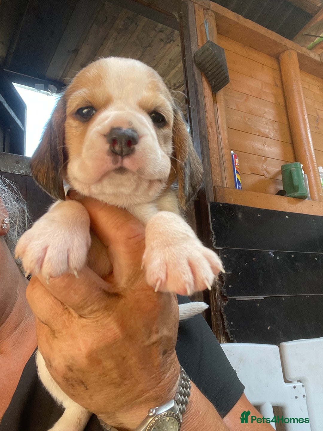 Beagle dogs for sale:  stunning kc reg pups ready midjuly july - Image 1