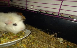 Tan rabbits for sale: 2 Female guinea pigs - Image 5
