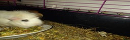 Tan rabbits for sale: 2 Female guinea pigs - Advert 5