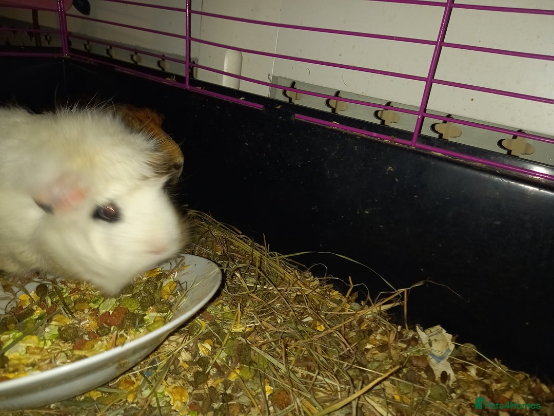 Tan rabbits for sale: 2 Female guinea pigs - Image 5