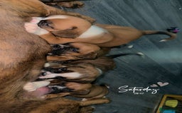 Boxer dogs for sale: 6 boxer pups available in three weeks time 🐾 - Image 10