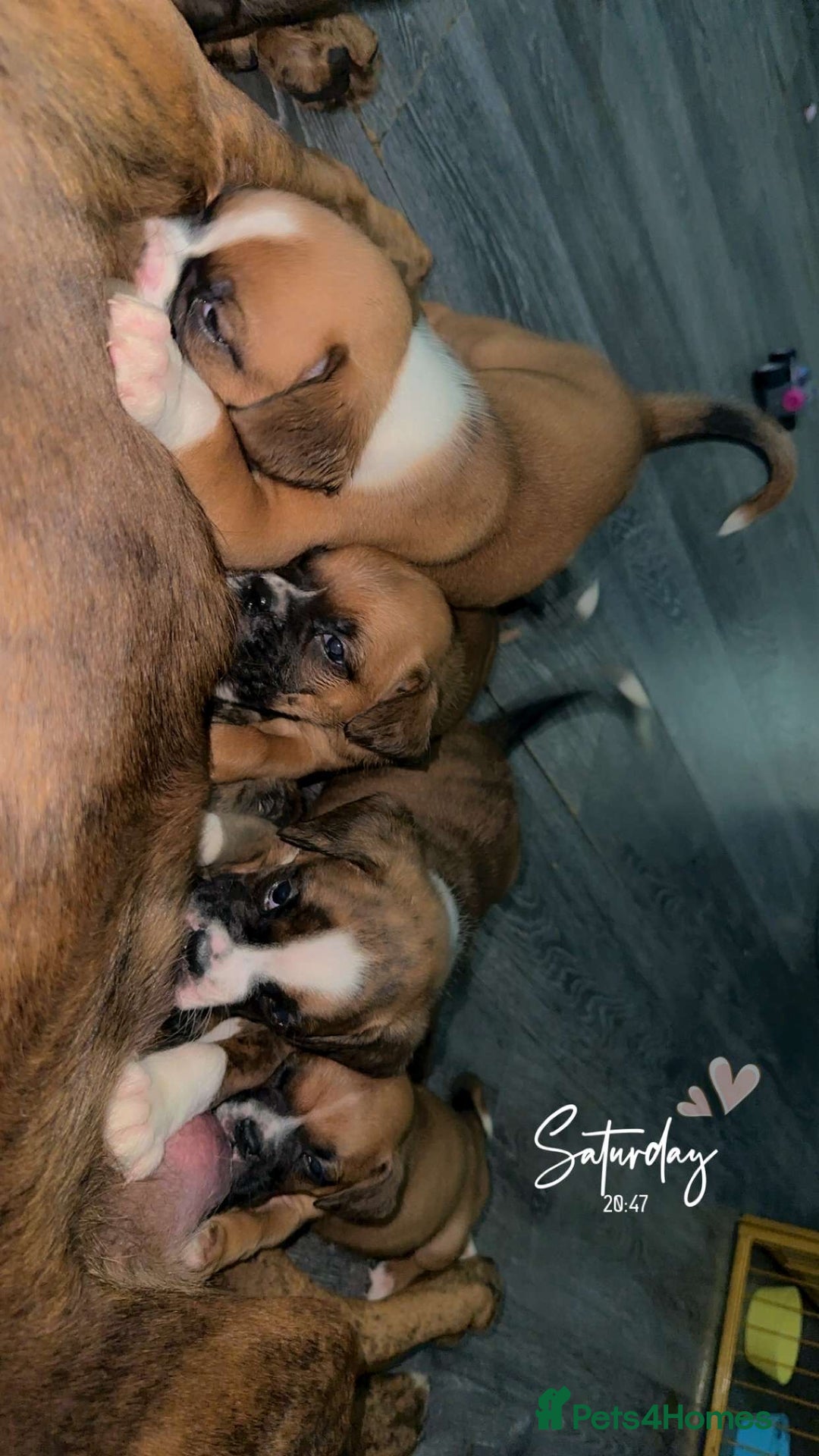 Boxer dogs for sale: 6 boxer pups available in three weeks time 🐾 - Image 10