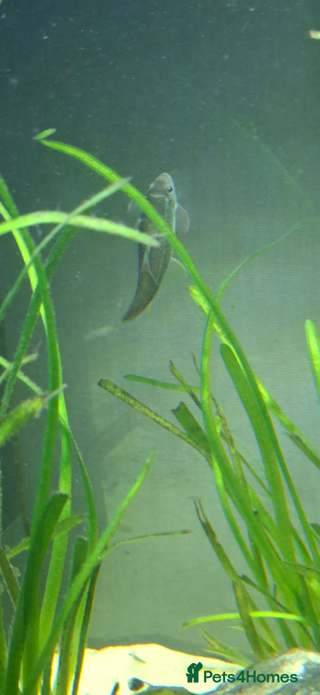 Catfish fish for sale: Catfish  - Advert 18