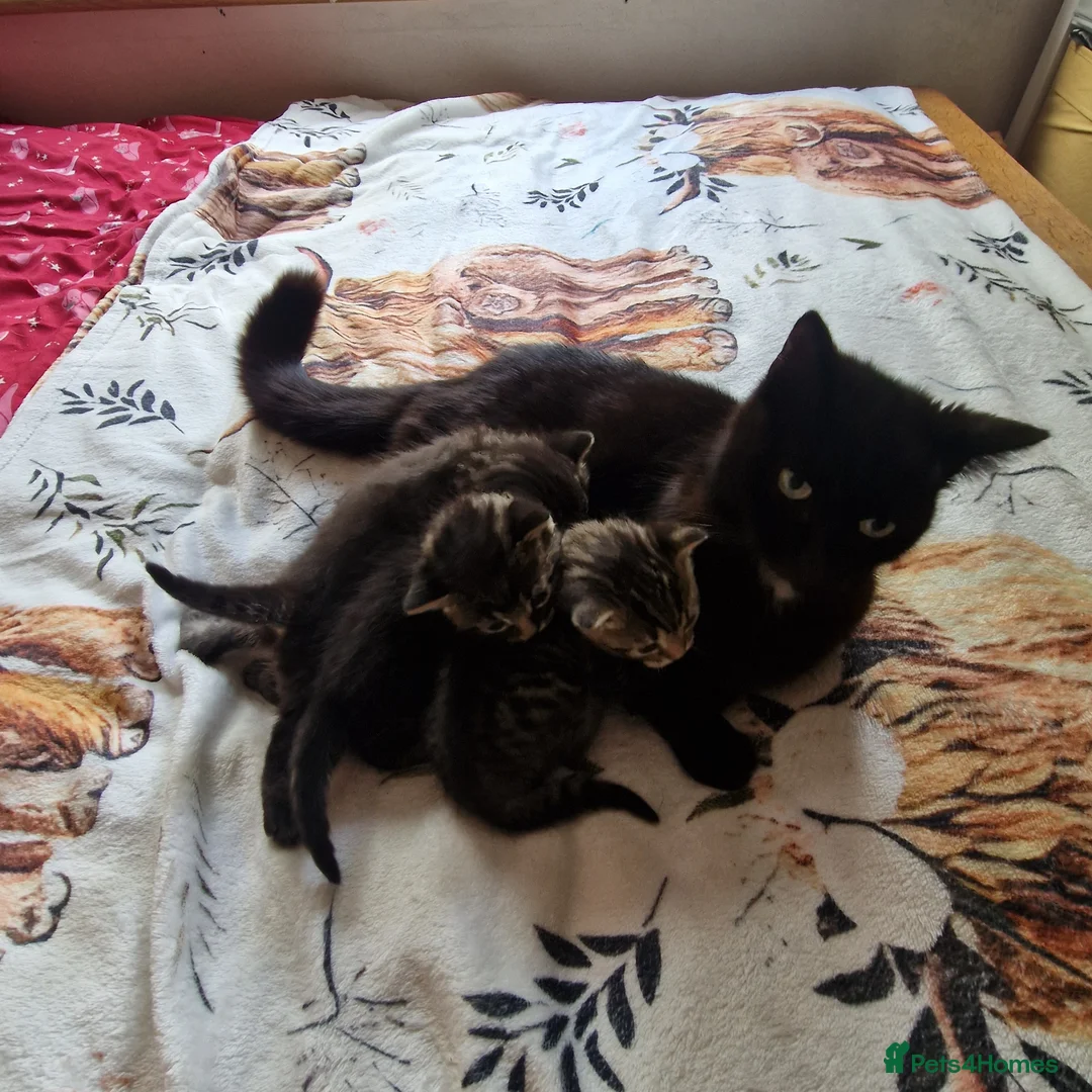 British Shorthair cats for sale: Stunning kittens ready soon  - Advert 2
