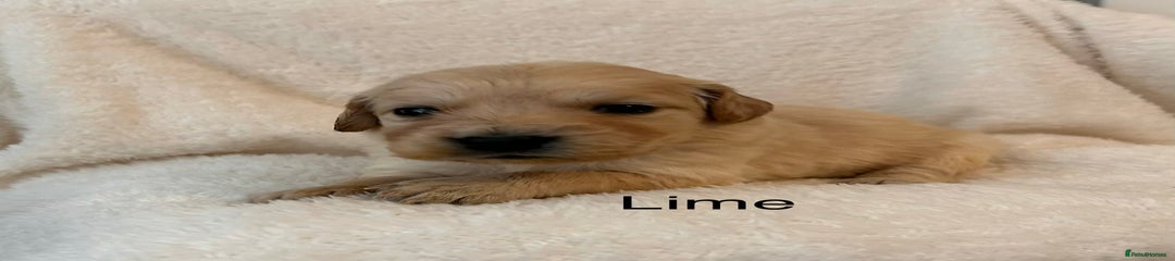 Golden Retriever Lime Girl