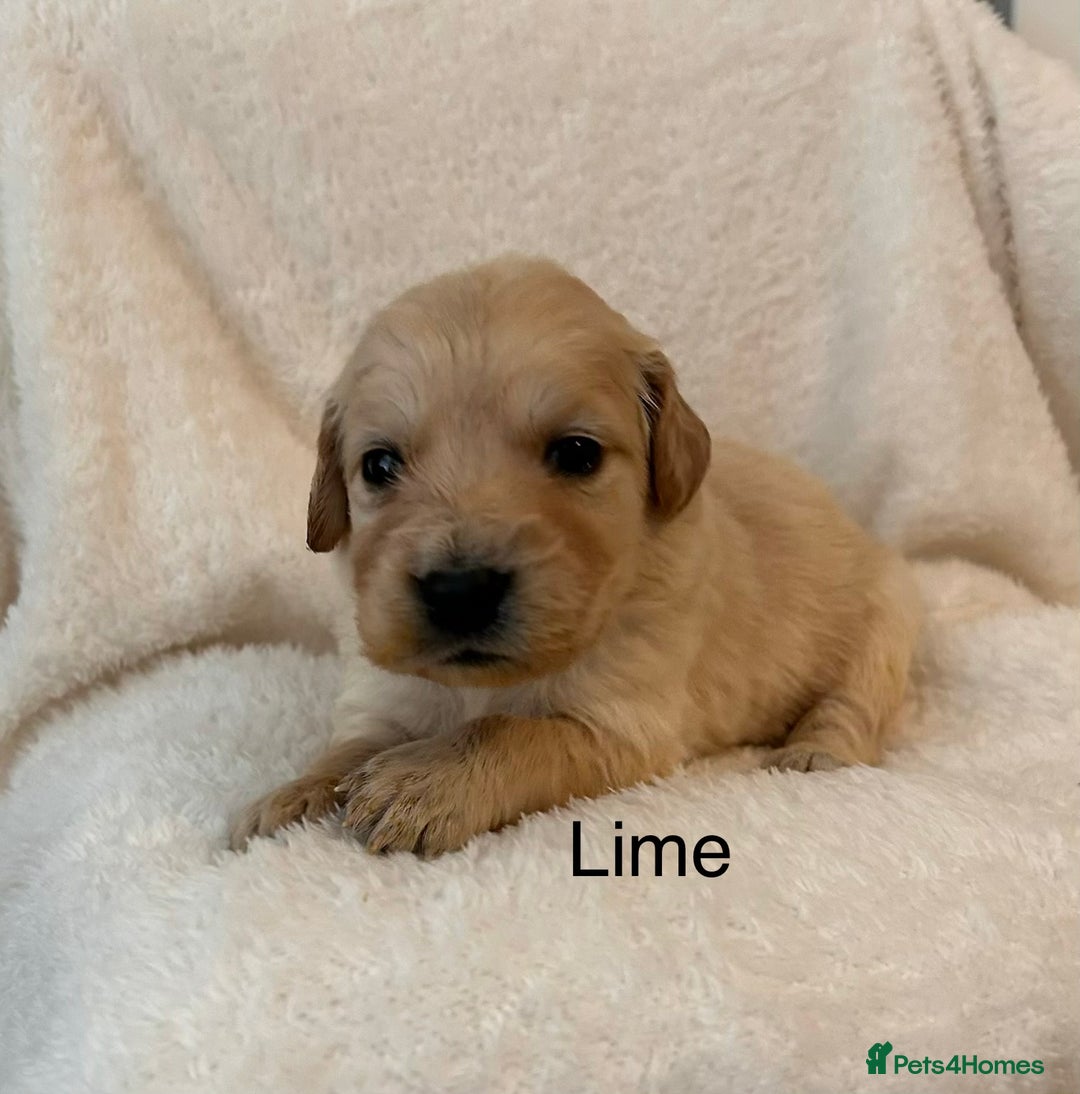 Golden Retriever dogs for sale: Beautiful KC Reg Golden Retriever - Advert 7