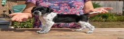 Pointer dogs for sale: Gorgeous KC reg Pointer Puppies in Maidstone - Advert 11