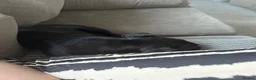 French Bulldog dogs for sale: French Bulldog - Advert 5