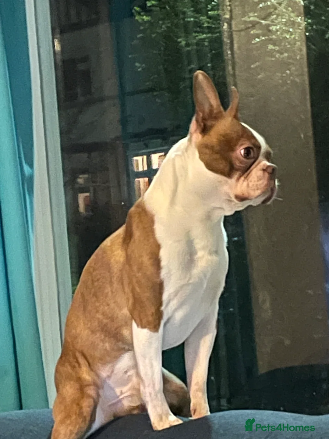 Boston Terrier dogs for sale: For Sale Boston Terrier 6yrs old  in Sheffield - Advert 3