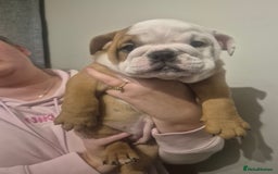 English Bulldog dogs for sale: English Bulldog Puppies  - Image 10