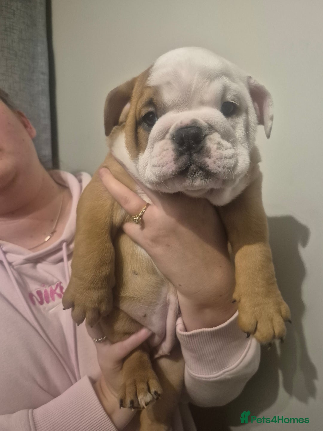 English Bulldog dogs for sale: English Bulldog Puppies  - Image 10