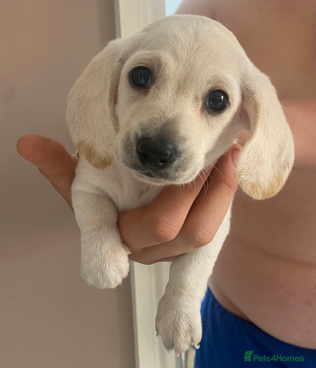 Dachshund dogs for sale: Stunning male Dachshund puppies  - Image 18