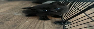 Mixed Breed 2