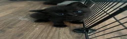 Mixed Breed cats for sale: 3 kittens for sale - Advert 3