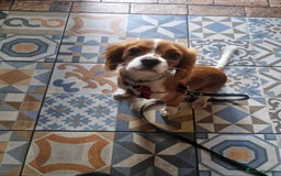 Cavalier King Charles Spaniel dogs for sale: Cavailier puppy for sale - Image 2