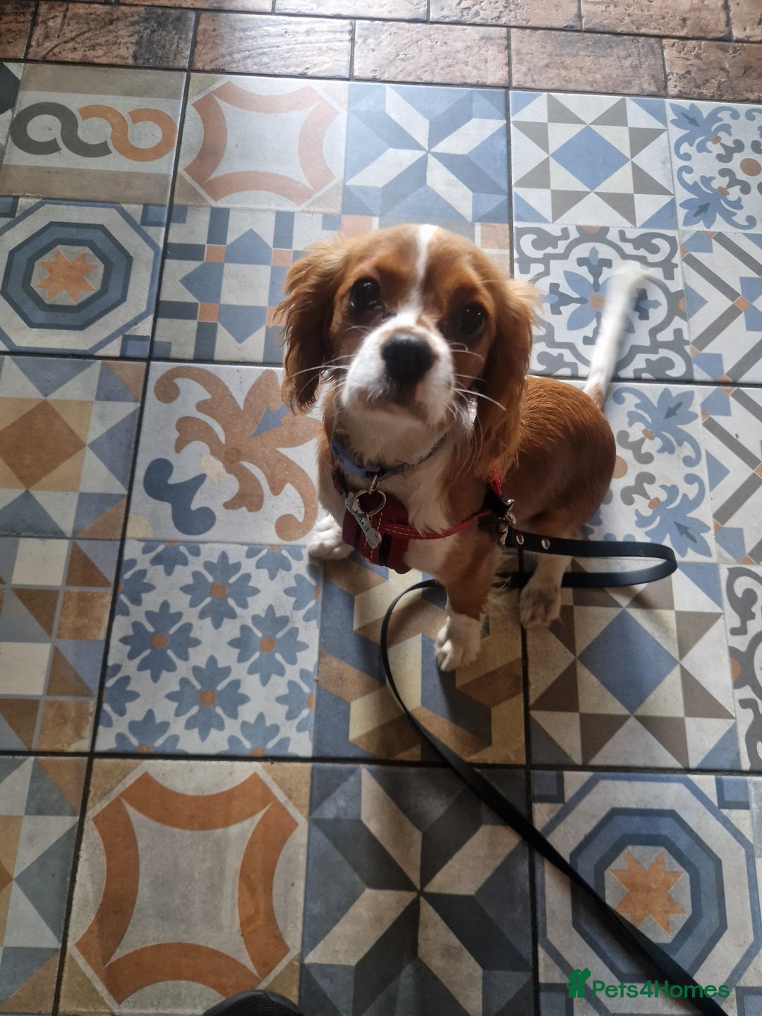 Cavalier King Charles Spaniel dogs for sale: Cavailier puppy for sale - Image 2