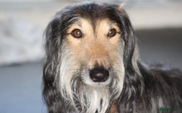 Greyhound dogs for stud: Saluki/greyhound or grey/German shepherd  - Image 2