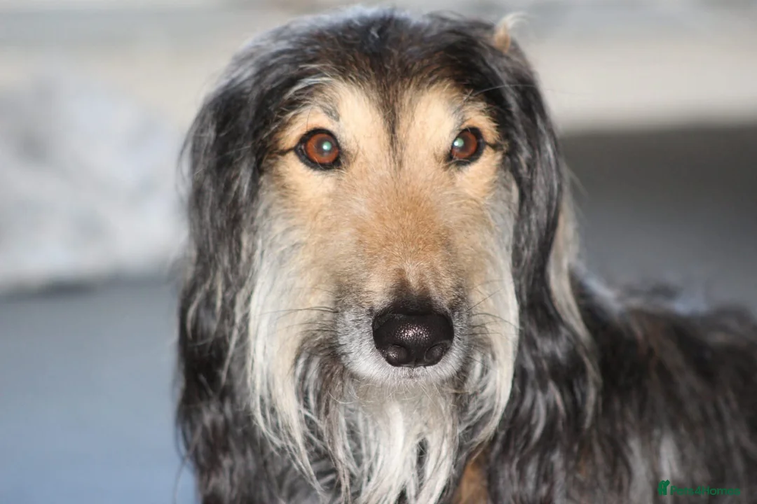 Greyhound dogs for stud: Saluki/greyhound or grey/German shepherd  - Advert 2