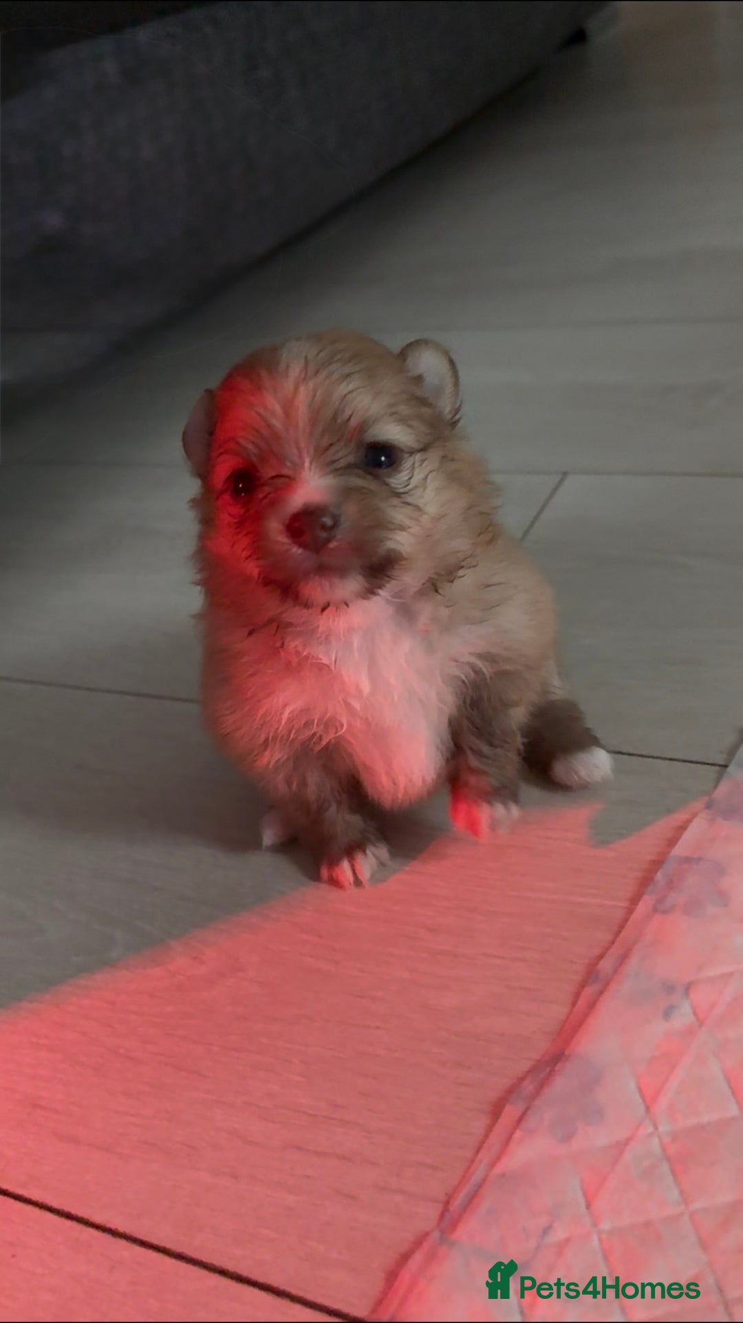 Pomeranian dogs for sale: Beautifu Litter- Russian/Chi Tien Pomeranian Pups - Advert 24