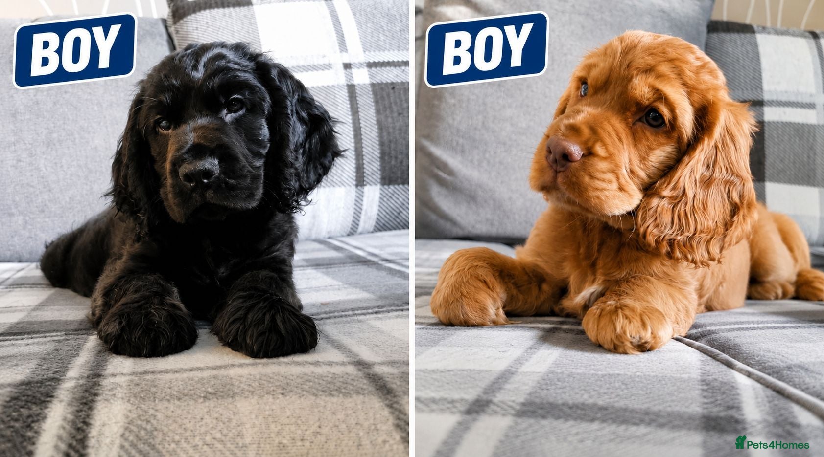 Cocker Spaniel dogs 🐾 Show Cocker Spaniel Puppies 🐾 Ready Now ✔️ - Advert 2