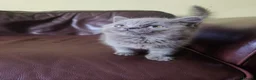 British Shorthair cats for sale: British shorthair female in Bristol - Advert 1