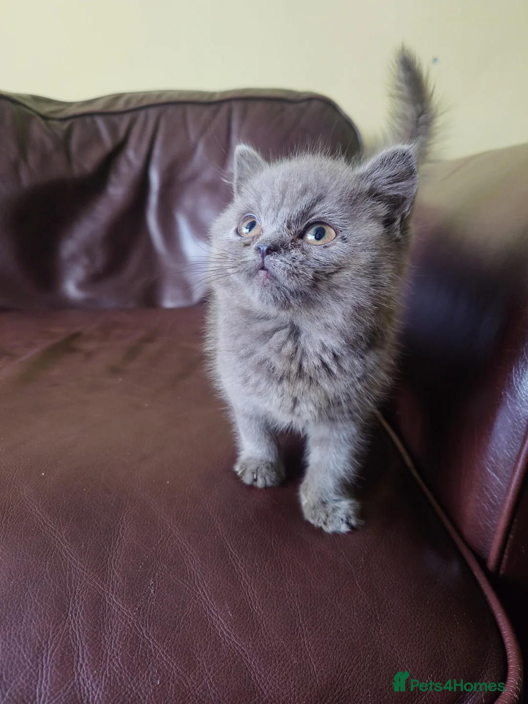 British Shorthair cats for sale: British shorthair female in Bristol - Advert 1