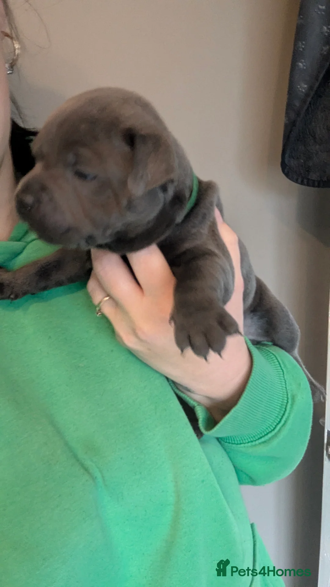 Staffordshire Bull Terrier dogs for sale: Beautiful KC reg Staffordshire bull terriers - Advert 33