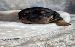 Dachshund dogs for sale: Standered dachunds. Only 2 remain - Image 5