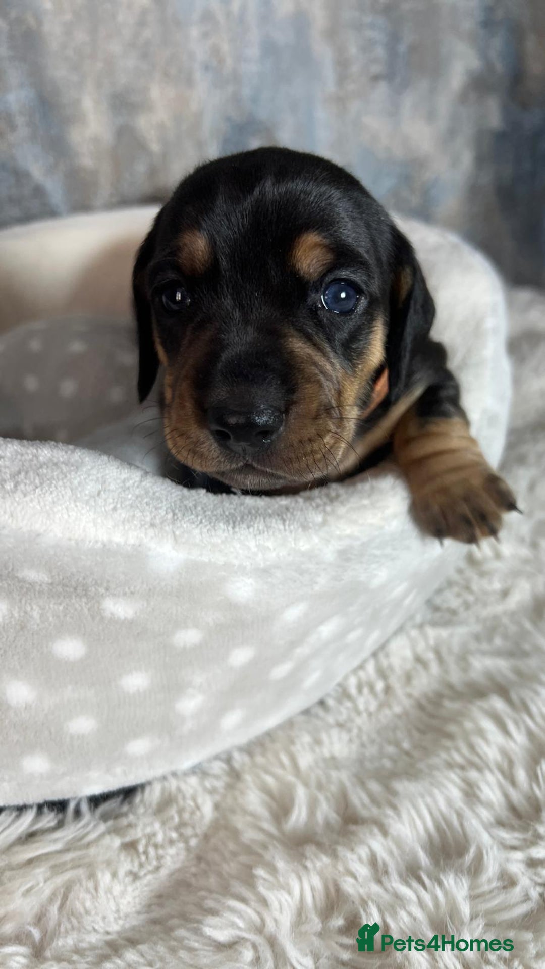 Dachshund dogs for sale: Standered dachunds. Only 2 remain - Image 5