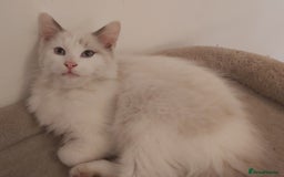 Ragdoll cats for sale: RAGDOLL BICOLOUR BOY BLUE EYES READY NOW! - Image 15