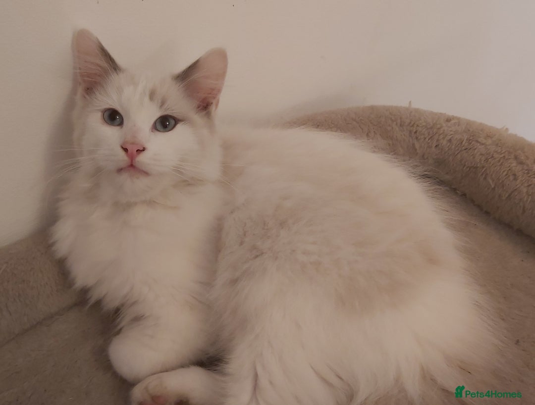 Ragdoll cats for sale: RAGDOLL BICOLOUR BOY BLUE EYES READY NOW! - Image 15
