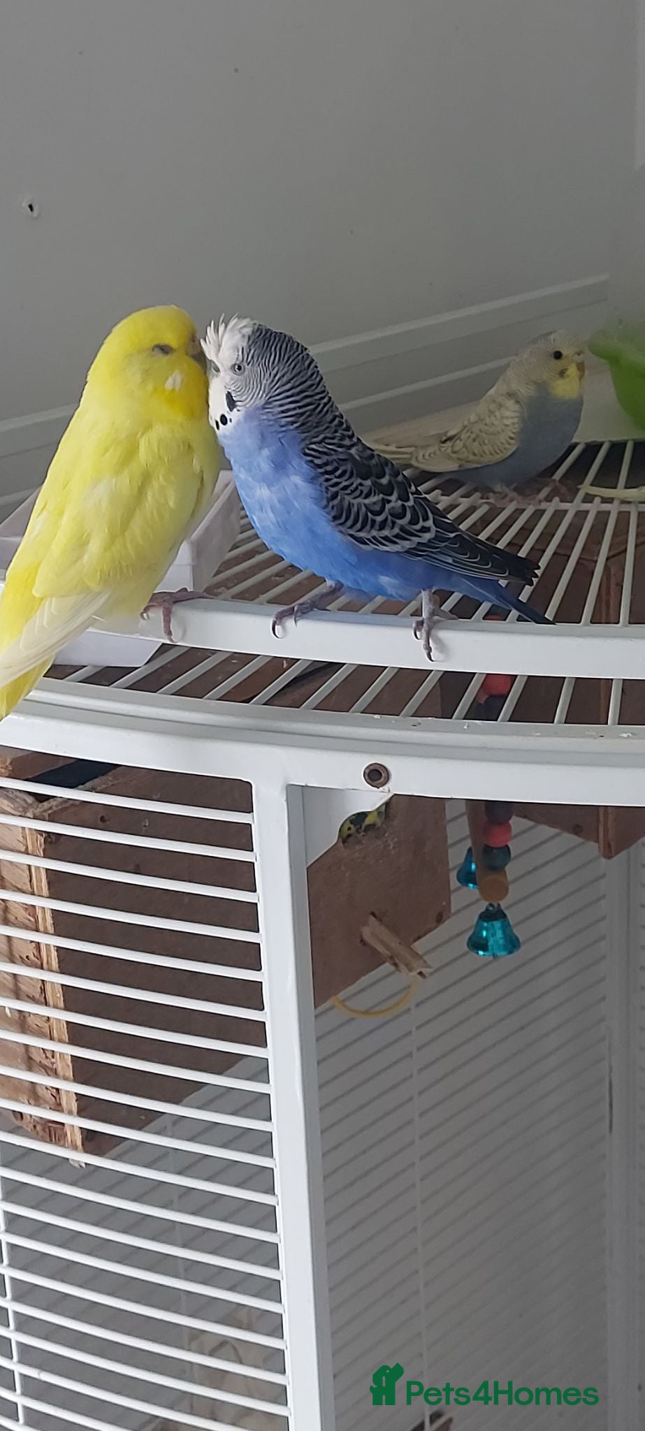 Budgerigars birds Beautiful budgies  - Advert 1