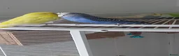 Budgerigars birds for sale: Beautiful budgies  in Aylesford - Advert 1