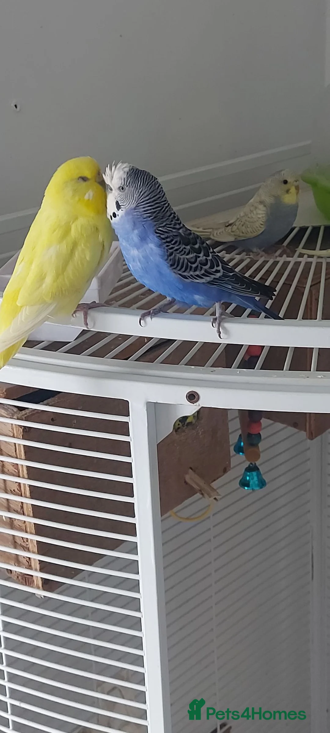 Budgerigars birds for sale: Beautiful budgies  in Aylesford - Advert 1