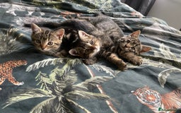 Mixed Breed cats for sale: 3 lovely natured, characterful tabby’s  - Image 1