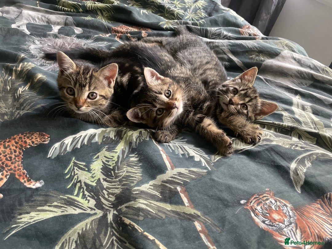Mixed Breed cats for sale: 3 lovely natured, characterful tabby’s  - Image 1