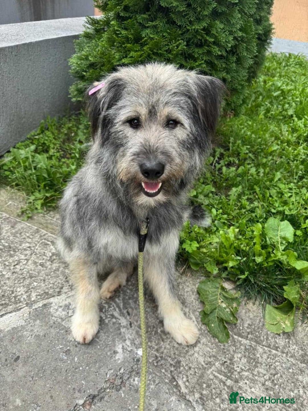 Mixed Breed dogs for adoption: 💙🐶 TEDDI 🐶💙 - Image 2