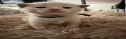 British Shorthair cats for sale: Sought after cream kittens - Advert 9