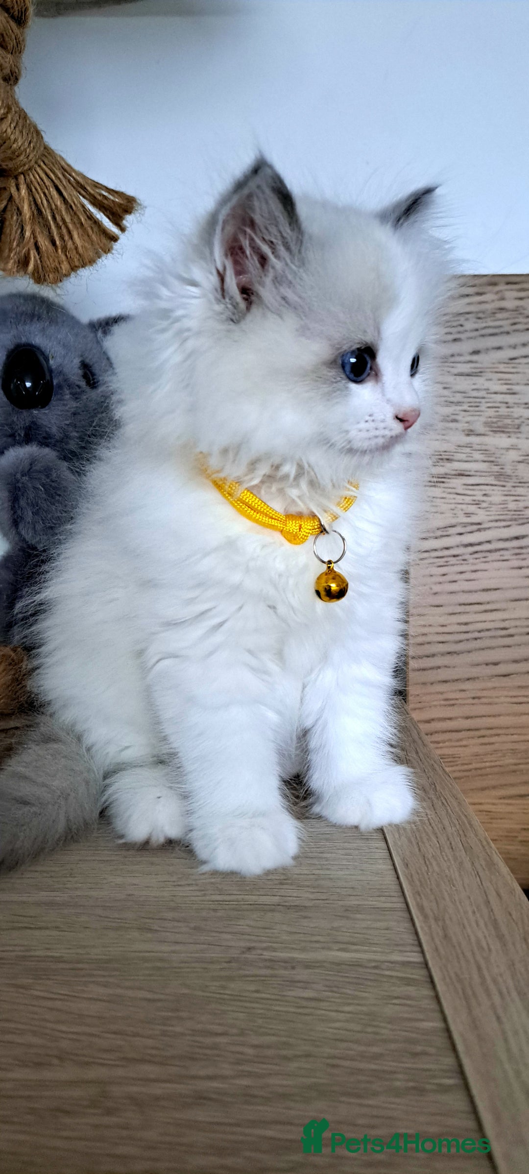 Ragdoll cats for sale: Pure Breed GCCF REG beautiful kittens - Advert 6