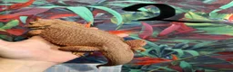 Bearded Dragon reptiles for sale: Bearded dragons - Advert 5