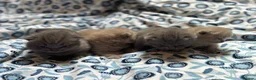 British Shorthair cats for sale: Pedigree British Blue/ Lilac Kittens - Advert 17