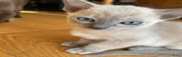 Tonkinese cats for sale: Tonkinese blue male tcr - Advert 13