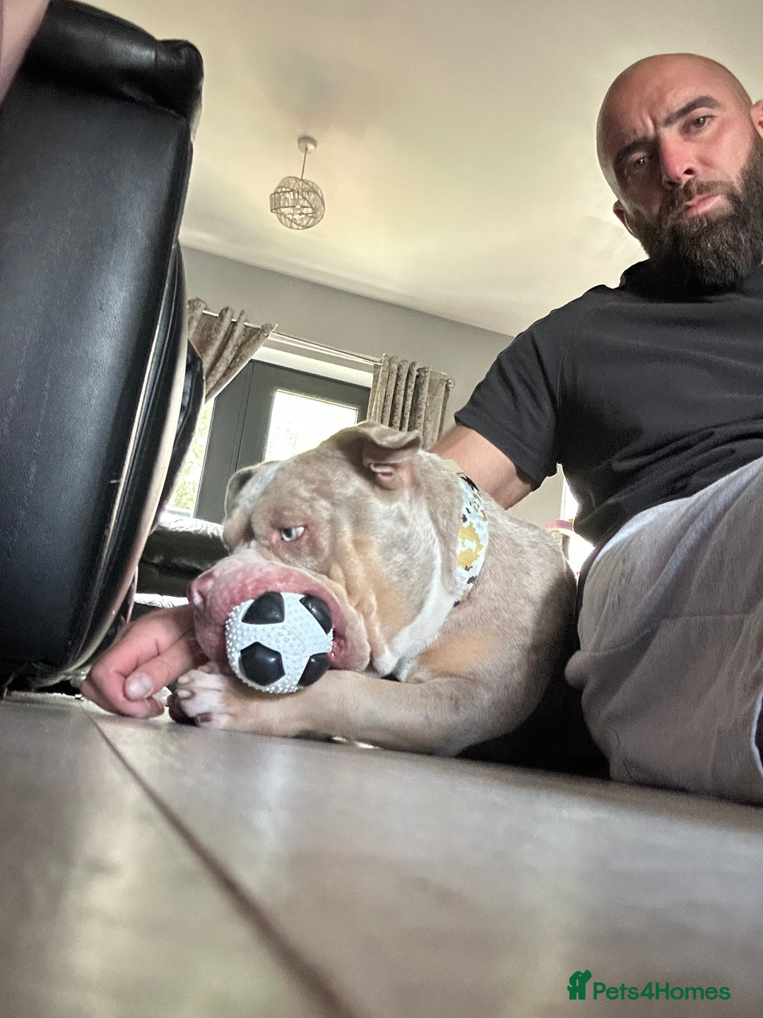 American Bully dogs for stud: Proper stud  - Image 2