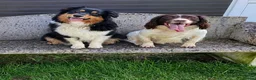 Mixed Breed dogs for sale: Australian Shepherd x Springer Spaniel Puppies in Malmesbury - Advert 8