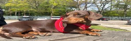 Miniature Dachshund dogs for sale: Beautiful mini dachshund girls🥰 - Advert 3