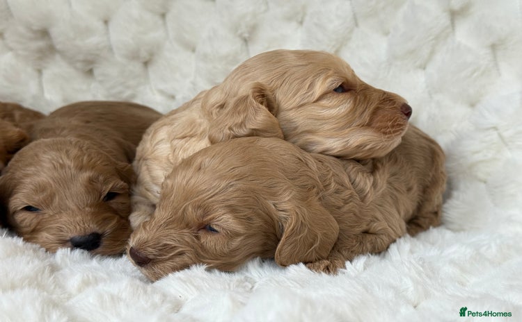 Cockapoo dogs - Advert 11