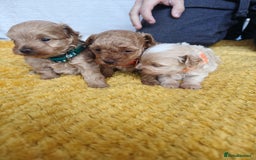 Maltipoo dogs for sale: F1B Toy Maltipoo  - Image 18